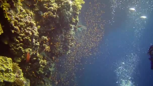 Los Buzos Nadan Cerca Arrecife Coral Largo Una Pared Vertical — Vídeos de Stock