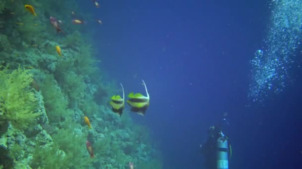 Fish Red Sea Bannerfish Del Mar Rojo Heniochus Intermedius Peces — Vídeos de Stock