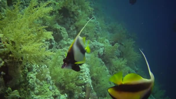 Peixe Mar Vermelho Bannerfish Mar Vermelho Heniochus Intermedius Peixes Nadam — Vídeo de Stock