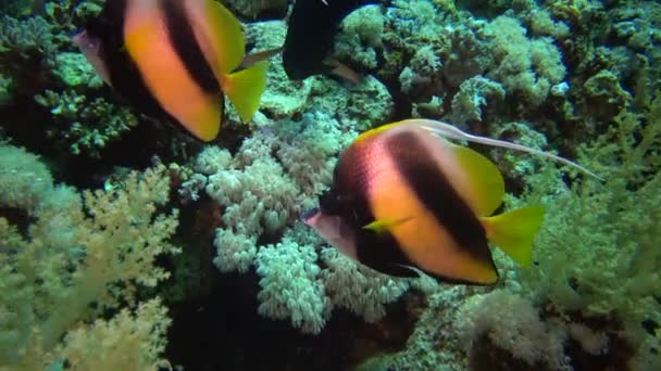 Vissen Van Rode Zee Rode Zee Bannervis Heniochus Intermedius Vissen — Stockvideo