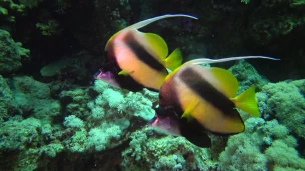 Röda Havets Fisk Röda Havet Bannerfish Heniochus Intermedius Fisk Simma — Stockvideo