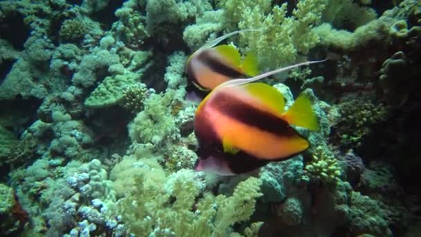 Poisson Mer Rouge Bannière Mer Rouge Heniochus Intermedius Poisson Nageant — Video