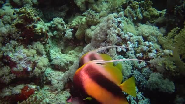 Fish Red Sea Bannerfish Del Mar Rojo Heniochus Intermedius Peces — Vídeo de stock