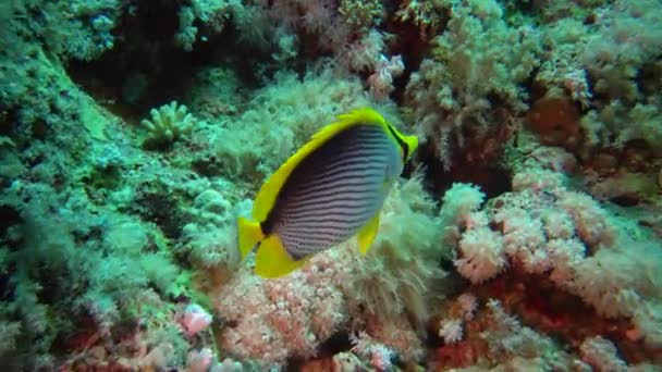 Риба Червоного Моря Чорноспинні Метелики Chaetodon Mellanotus Плавають Серед Коралів — стокове відео