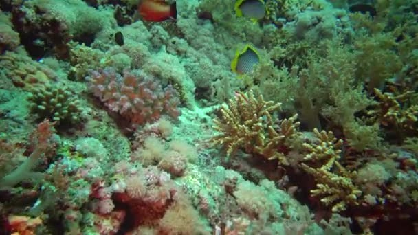 Schwarzrücken Schmetterlingsfisch Chaetodon Mellanotus Fisch Schwimmt Zwischen Den Korallen Riff — Stockvideo