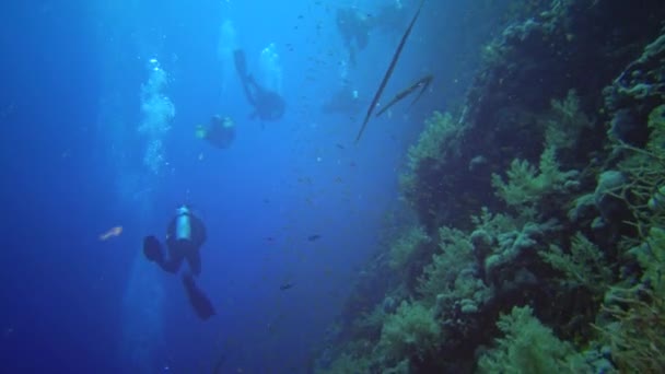 Duikers Zwemmen Bij Een Koraalrif Langs Een Verticale Muur Het — Stockvideo