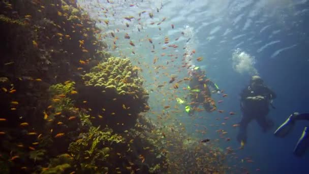 ダイバーはリーフエルフィンストーンの垂直壁に沿ってサンゴ礁の近くで泳ぐ熱帯魚の多くは エジプト — ストック動画