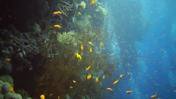 Pseudanthias Squamipinnis Cephalopholis Miniata Los Peces Nadan Lentamente Sobre Arrecife — Vídeos de Stock