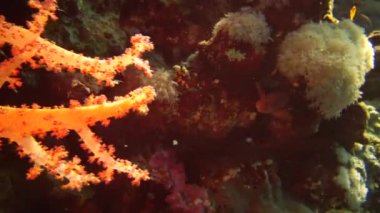 Mücevher perisi baslet (Pseudanthias squamipinnis) ve diğer pek çok balık türü Kızıl Deniz, Mısır 'daki resifler arasında yüzerler.