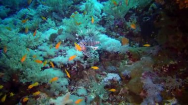 Sıradan aslan balığı (Pterois volitans), bir mercan resifinin üzerinde avlanır ve yüzer. Kızıl Deniz, Mısır