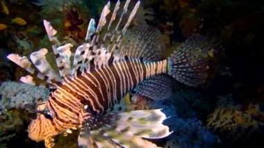 Sıradan aslan balığı (Pterois volitans), bir mercan resifinin üzerinde avlanır ve yüzer. Kızıl Deniz, Mısır