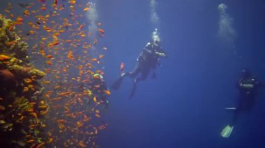 Mısır, Abu Dabb - 11 Nisan 2019: Dalgıçlar bir mercan resifinin yanında, birçok tropik balığın, Kızıl Deniz 'in ve Mısır' ın bulunduğu resif Elfinin dikey duvarı boyunca yüzerler.