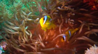 Kızıl Deniz Balığı. Kızıl Deniz Anemonbalığı (Amphiprion bicinctus). Yeşil deniz şakayıklarında yüzen evli bir çift, simbiyotik bir ilişki..