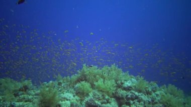 Mücevher perisi baslet (Pseudanthias squamipinnis) ve diğer pek çok balık türü Kızıl Deniz, Mısır 'daki resifler arasında yüzerler.