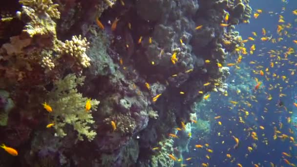 Jewel Fairy Basslet Pseudanthias Squamipinnis Och Många Andra Arter Fisk — Stockvideo