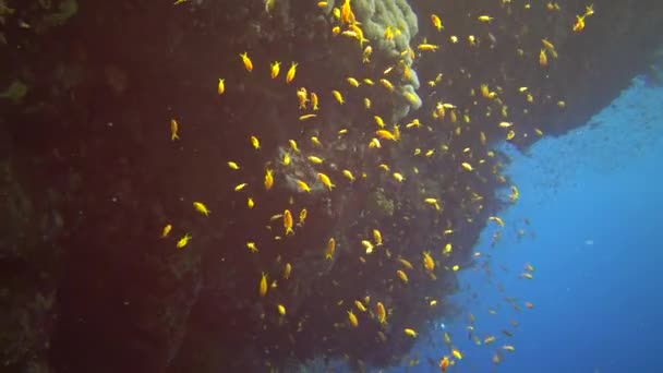 Schmuckelfenbarsch Pseudanthias Squamipinnis Und Viele Andere Fischarten Schwimmen Zwischen Den — Stockvideo