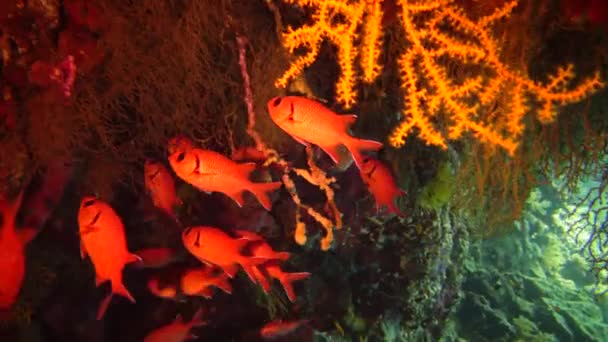 요정바슬 Pseudanthias Squamipinnis 고기들 이집트 홍해의 산호초 사이에서 헤엄치고 — 비디오