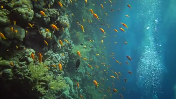 요정바슬 Pseudanthias Squamipinnis 고기들 이집트 홍해의 산호초 사이에서 헤엄치고 — 비디오