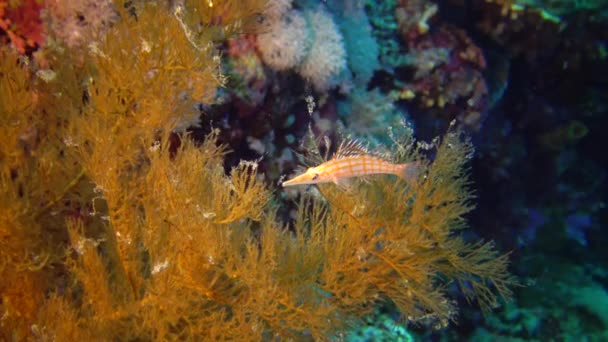 Longnose Hawkfish Oxycirrhites Typus Fish Sits Gorgonian Coral Reef Red — Stock Video