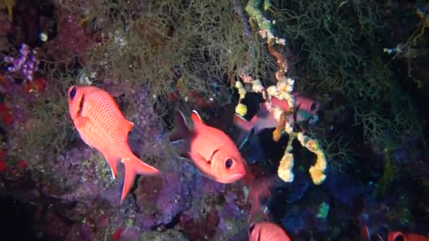 요정바슬 Pseudanthias Squamipinnis 고기들 이집트 홍해의 산호초 사이에서 헤엄치고 — 비디오