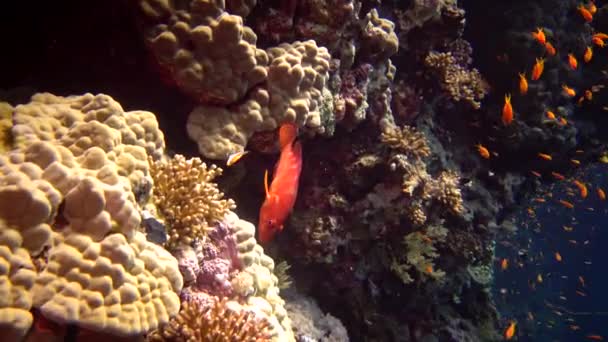 Coral Grouper Cephalopholis Miniata Fish Slowly Swims Coral Reef Red — Stock Video