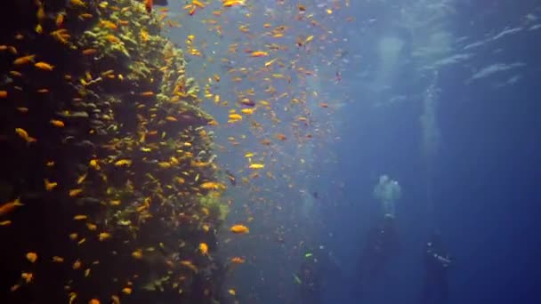 Duikers Zwemmen Bij Een Koraalrif Langs Een Verticale Muur Het — Stockvideo