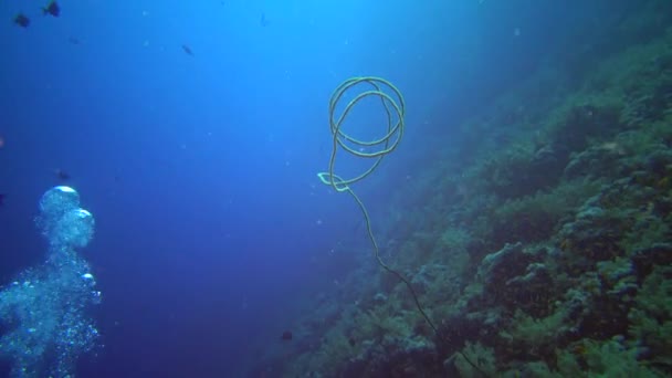 Спиральный Коралл Cirrhipathes Spiralis Рифовом Эльфинстоне Красное Море Египет — стоковое видео