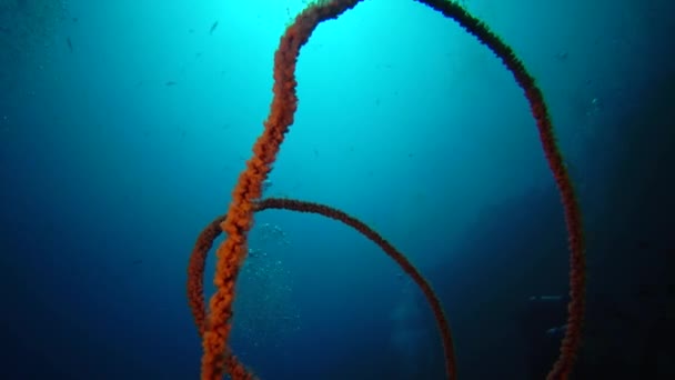 Coral Espiral Cirrhipathes Spiralis Arrecife Elphinstone Mar Rojo Egipto — Vídeos de Stock