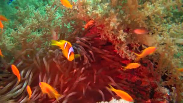 紅海の魚 紅海産イソギンチャク 両生類 緑の海のイソギンチャクで泳ぐ夫婦 共生関係 — ストック動画