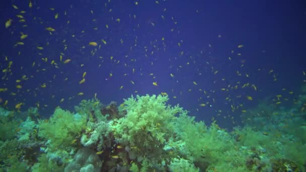 Schmuckelfenbarsch Pseudanthias Squamipinnis Und Viele Andere Fischarten Schwimmen Zwischen Den — Stockvideo