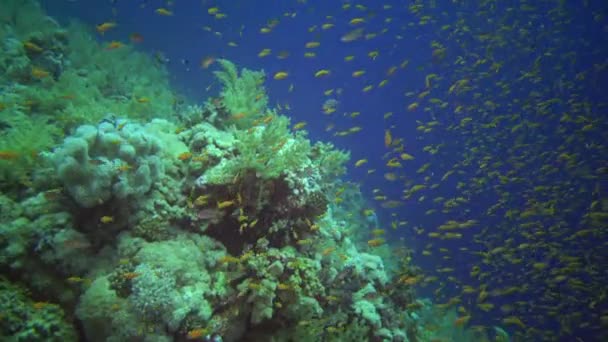 Klenot víla baslet (Pseudanthias squamipinnis) a mnoho dalších druhů ryb plavat mezi korály na útesu v Rudém moři, Egypt