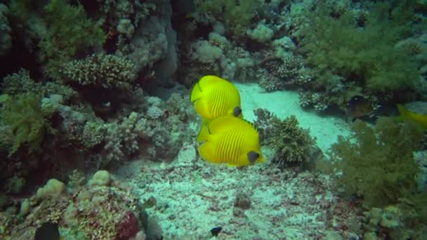 マスク蝶魚 Chaetodon Semilarvatus 魚はゆっくりとサンゴ礁の上を泳ぐ アブドゥブ エジプト — ストック動画