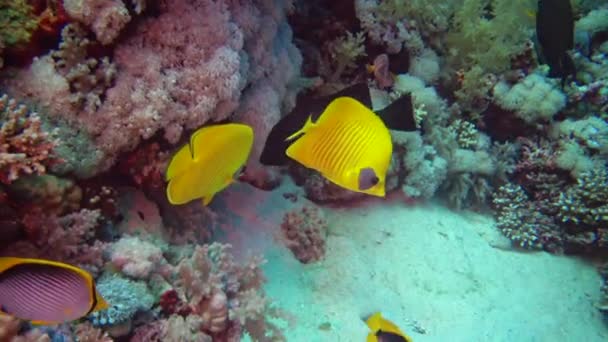 Pez Mariposa Enmascarada Chaetodon Semilarvatus Los Peces Nadan Lentamente Sobre — Vídeo de stock