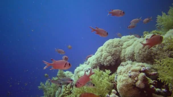 Arrecife Coral Mar Rojo Abu Dubb Hermoso Paisaje Submarino Con — Vídeos de Stock