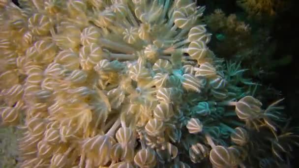 サンゴのサンゴ礁上の柔らかいサンゴのポリプエルフィンストンキャッチプランクトン エジプト — ストック動画