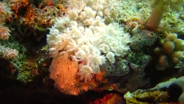 埃及红海珊瑚礁上的软珊瑚息肉Elfin Ston捕捞浮游生物 — 图库视频影像