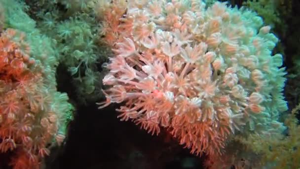 サンゴのサンゴ礁上の柔らかいサンゴのポリプエルフィンストンキャッチプランクトン エジプト — ストック動画