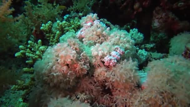 埃及红海珊瑚礁上的软珊瑚息肉Elfin Ston捕捞浮游生物 — 图库视频影像