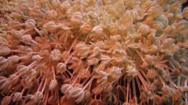 Mercan Resifindeki Yumuşak Mercan Polipleri Elf Ston Planktonları Kızıl Denizi — Stok video