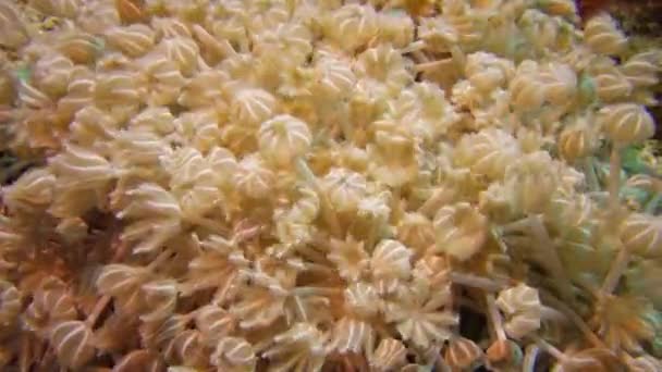 Pólipos Coral Blandos Arrecife Coral Elfin Ston Catch Plankton Mar — Vídeo de stock