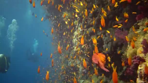 Subacquei Nuotano Vicino Una Barriera Corallina Lungo Una Parete Verticale — Video Stock