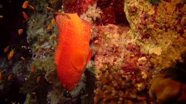 Dalgıçlar Bir Çok Tropikal Balığın Kızıl Deniz Mısır Bulunduğu Resif — Stok video
