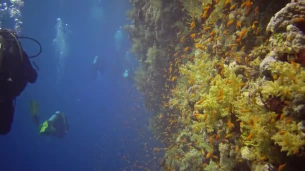 Δύτες Κολυμπούν Κοντά Έναν Κοραλλιογενή Ύφαλο Κατά Μήκος Ενός Κάθετου — Αρχείο Βίντεο
