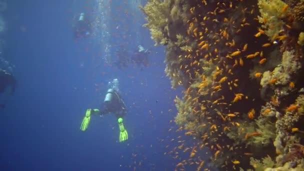 Los Buceadores Nadan Cerca Arrecife Coral Largo Una Pared Vertical — Vídeos de Stock