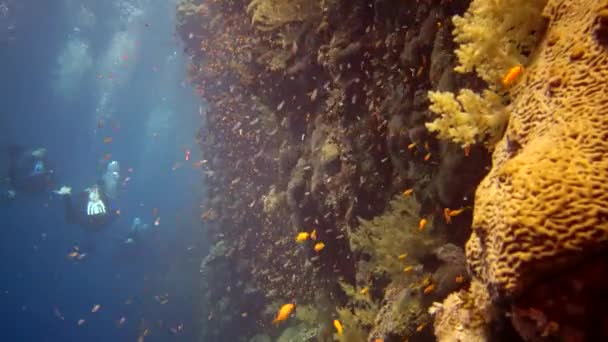 Водолази Плавають Біля Коралового Рифу Вздовж Вертикальної Стіни Рифі Ельфінстоун — стокове відео