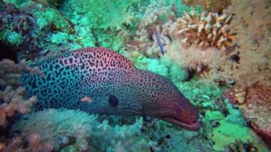 Deniz balığı Dev Moray (Gymnothorax javanicus), mercanlar arasında yüzer. Kızıl Deniz. Mısır.