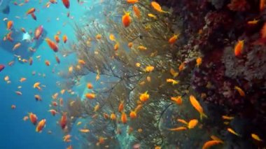 Mücevher perisi baslet (Pseudanthias squamipinnis) ve diğer pek çok balık türü Kızıl Deniz, Mısır 'daki resifler arasında yüzerler.