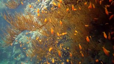 Mücevher perisi baslet (Pseudanthias squamipinnis) ve diğer pek çok balık türü Kızıl Deniz, Mısır 'daki resifler arasında yüzerler.