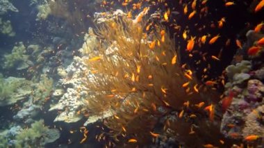 Mücevher perisi baslet (Pseudanthias squamipinnis) ve diğer pek çok balık türü Kızıl Deniz, Mısır 'daki resifler arasında yüzerler.