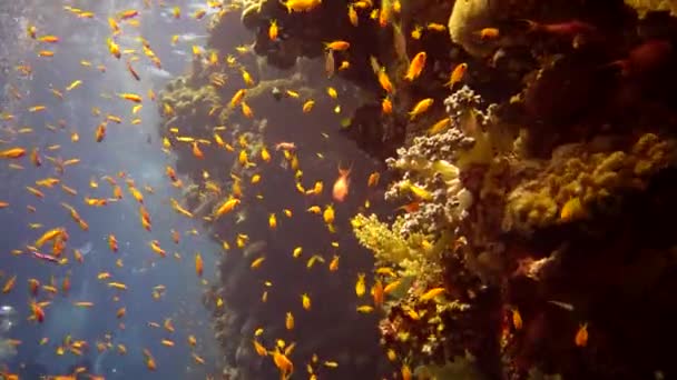 Mergulhadores Nadam Perto Recife Coral Longo Uma Parede Vertical Recife — Vídeo de Stock